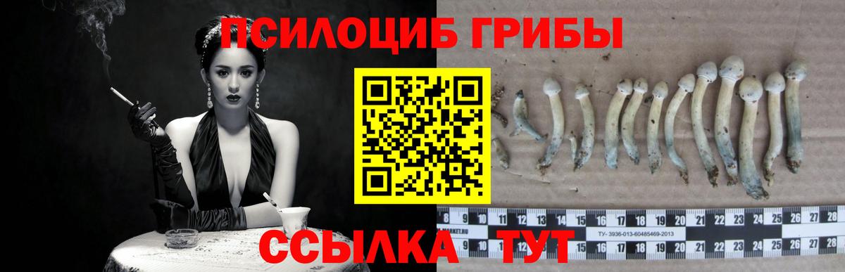 Галлюциногенные грибы Psilocybe Карталы